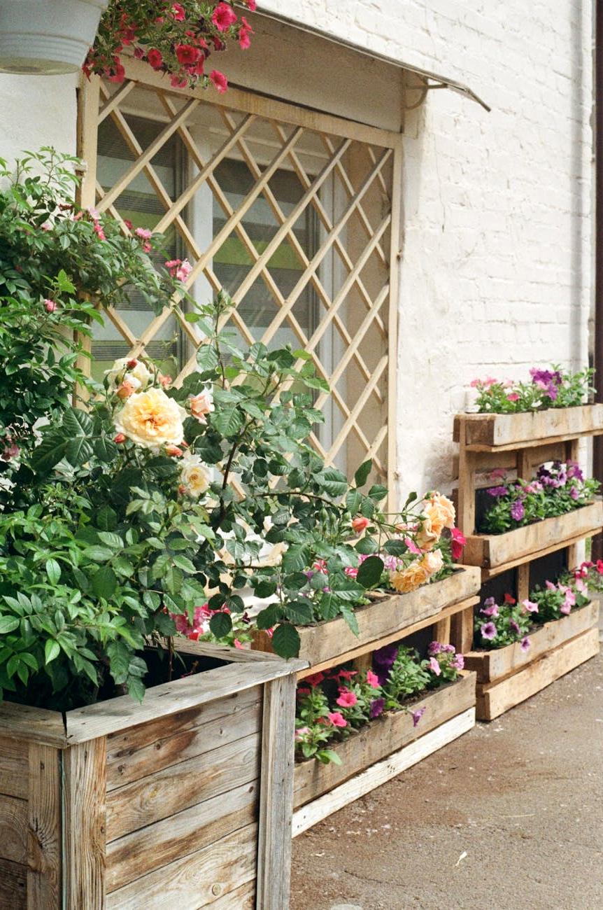 Small cottage garden corner with roses and lavender