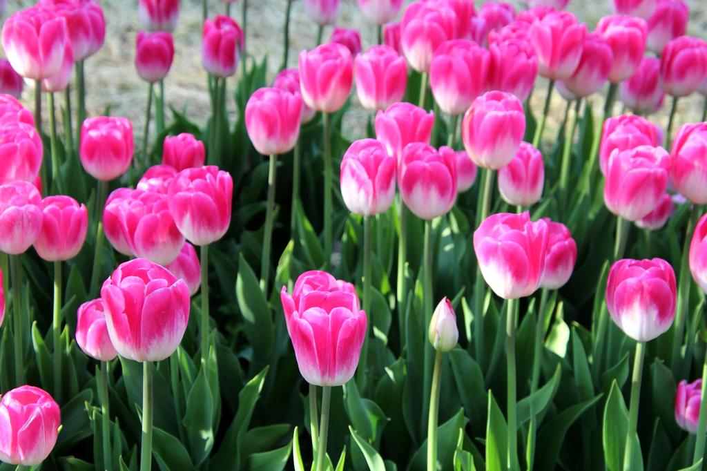 Gardener carefully tending to small garden flowers