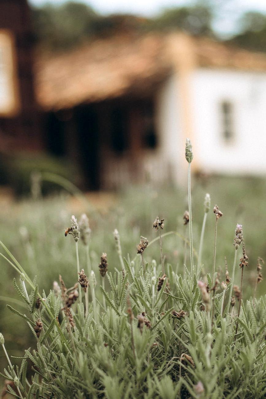 Lavender plants in small garden border