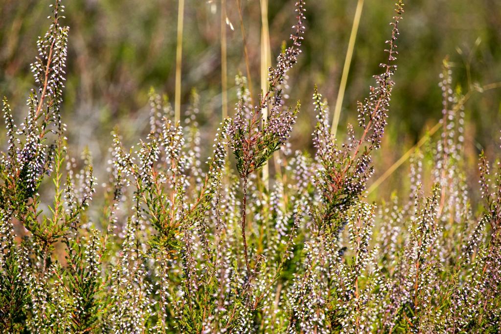 Narrow garden pathway lined with native wildflowers